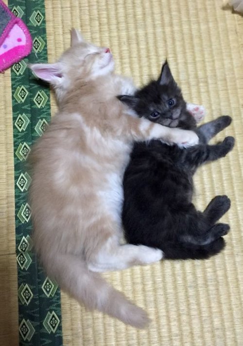 仲良し〜〜💤💕