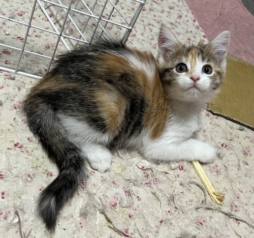 割り箸はダメよ