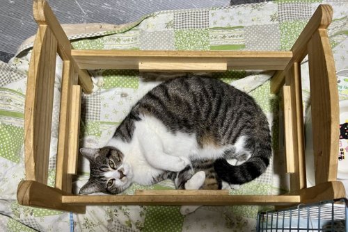 猫ホイホイ🛏️