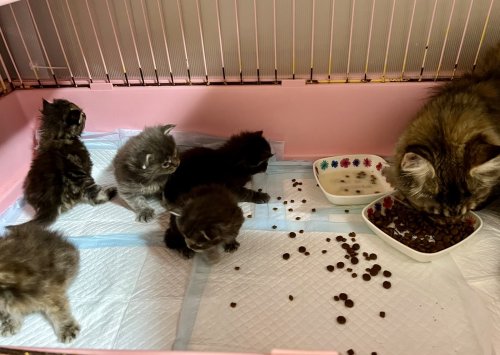 離乳食は戦い
