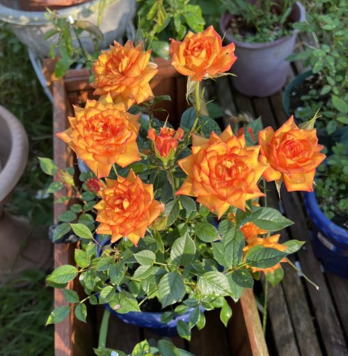 薔薇