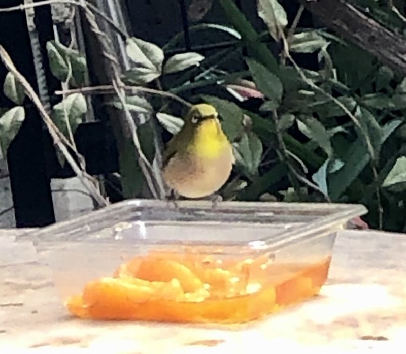 餌付けに成功