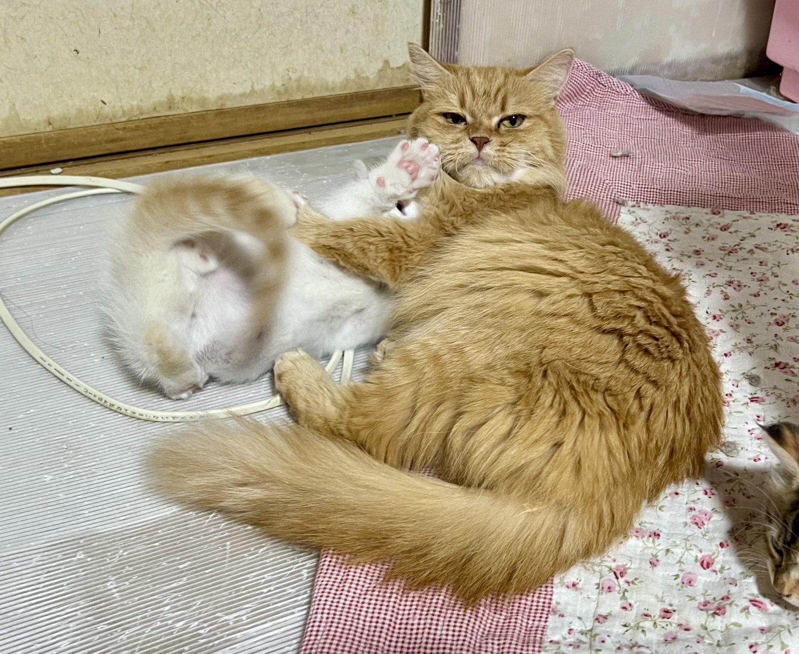 おばあちゃんの躾
