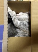 画像: 雨の日の猫は眠い