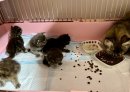 画像: 離乳食は戦い