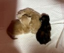 画像: セサミのこと