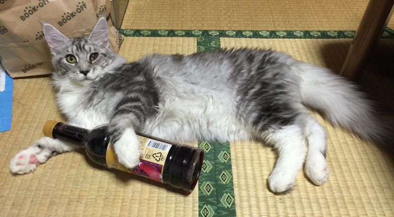 画像: 酔っ払い🍾