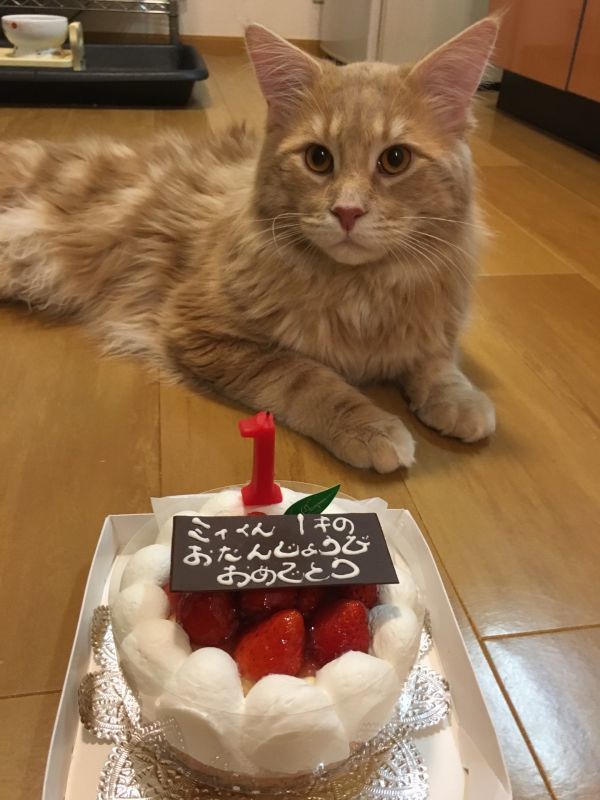 画像: お誕生日おめでとう🎂