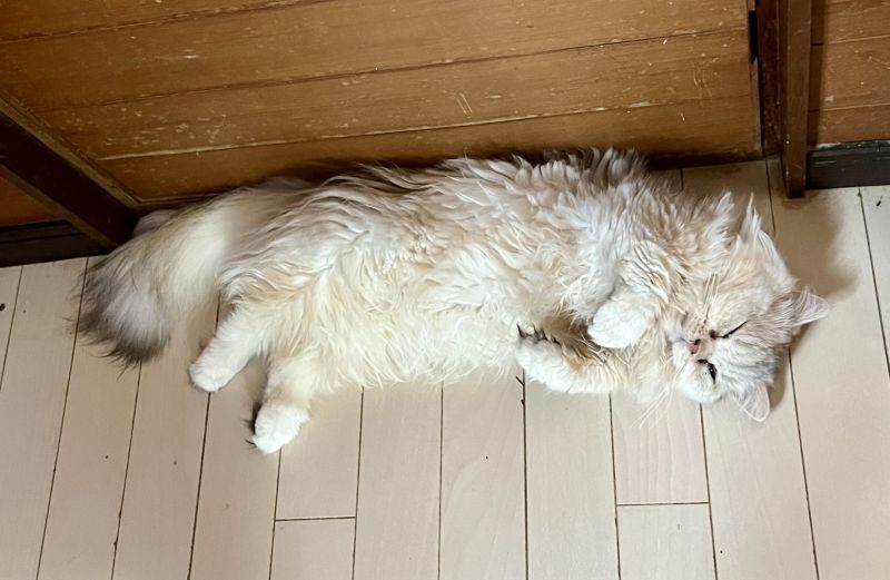 画像: 猫の行き倒れ